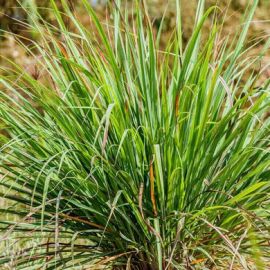 Huile essentielle de CITRONELLE DE JAVA AB - Flacon verre de 100ml